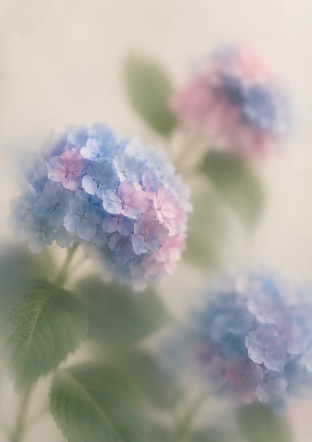 青とピンクの紫陽花